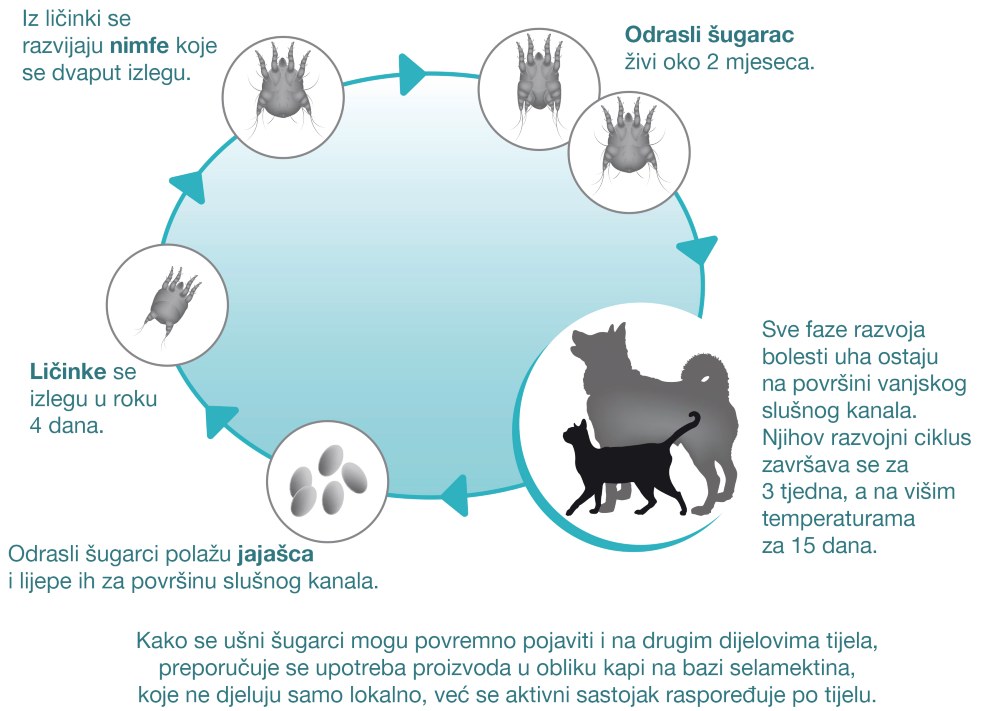 Šugarac prolazi kroz pet faza u svom razvoju od jajašca do odrasle jedinke. Cijeli životni ciklus odvija se u ušnom kanalu. Životni vijek odraslog šugarca je približno dva mjeseca.