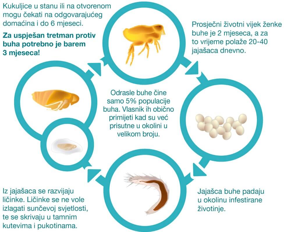 Odrasle buhe čine tek 5% ukupne populacije buha. Vlasnik ih obično primjeti kad su već prisutne u okolini i velikom broju.