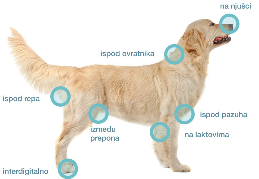 Krpelji najčešće odabiru dijelove tijela s manje dlake na kojima je koža tanja (njuška, uške, pazuha, između prstiju, prepone i oko anusa).