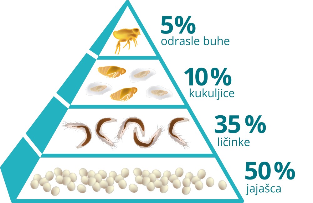 Odrasle buhe čine tek 5% ukupne populacije buha. Vlasnik ih obično primjeti kad su već prisutne u okolini i velikom broju