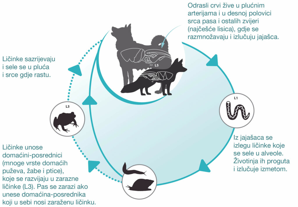 Mačke i psi zaraze se plićnim crvom tako što pojedu domaćina-posrednika (puževe, puževe golaće, kišne gliste, žabe) s infektivnim stadijem parazita